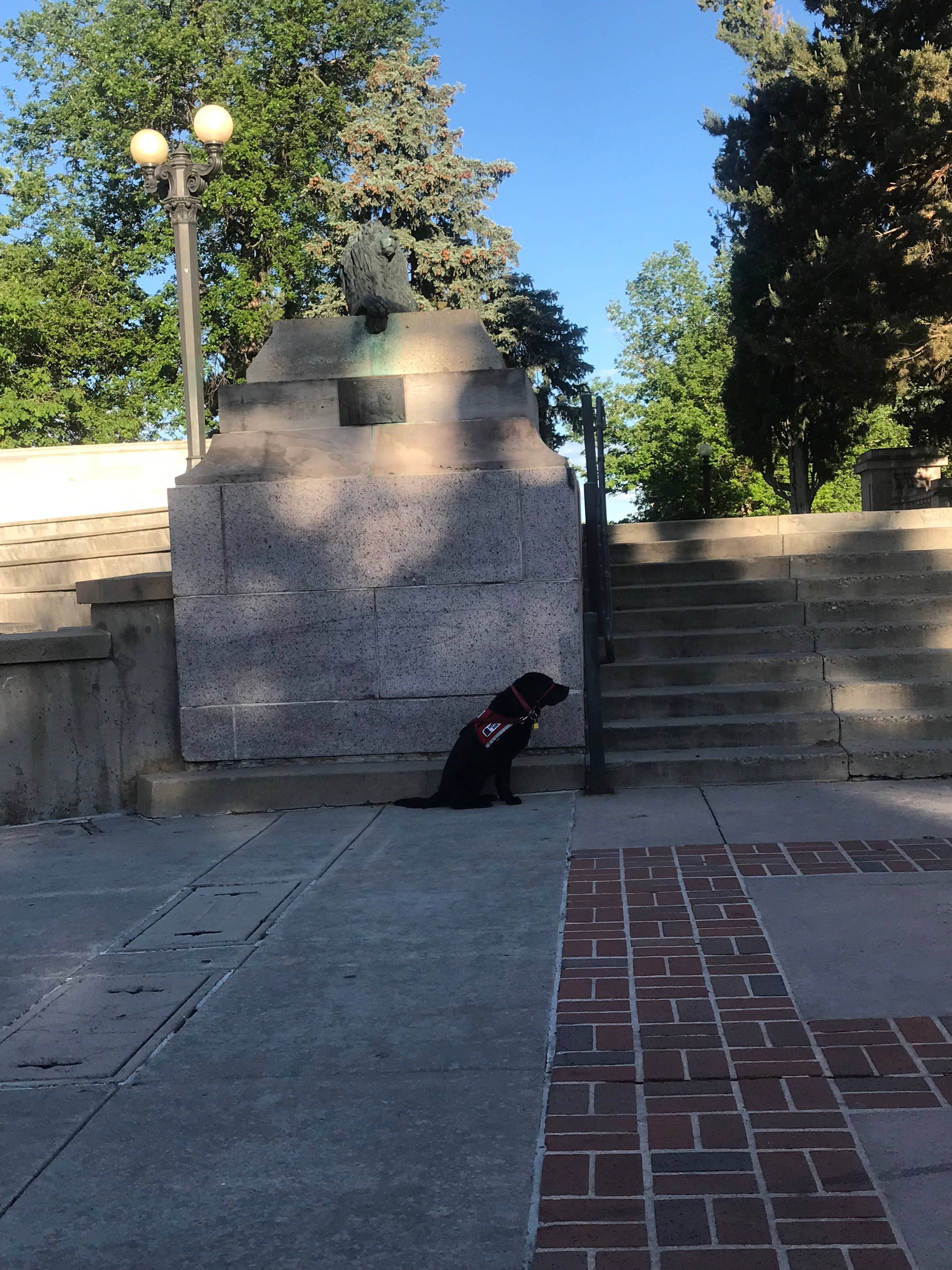Saint and a Lion in Civic Center Park, Denver--6.6.2019