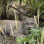 Lynx at Yukon Wildlife Preserve