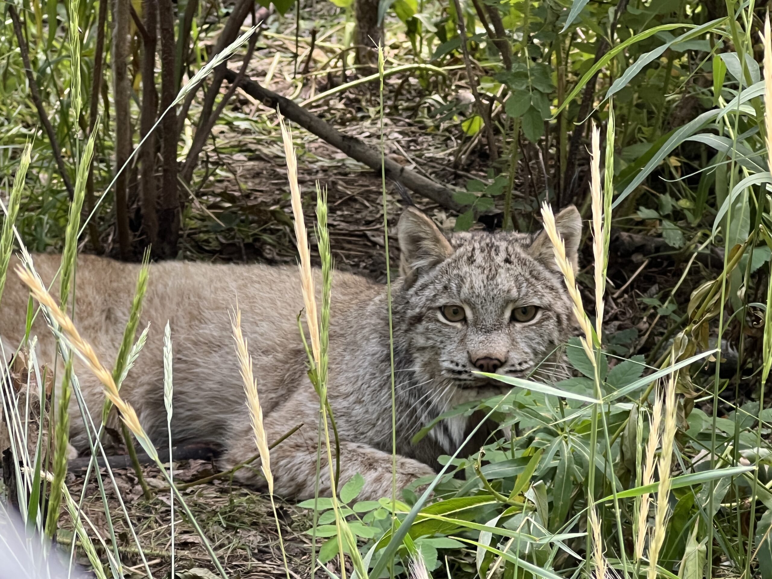 Lynx at Yukon Wildlife Preserve