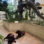 Saint and Dusty Relax in Front of a Dinosaur Skeleton, Museum of Natural Sciences, University of Saskatchewan, Saskatoon--8.8.2022