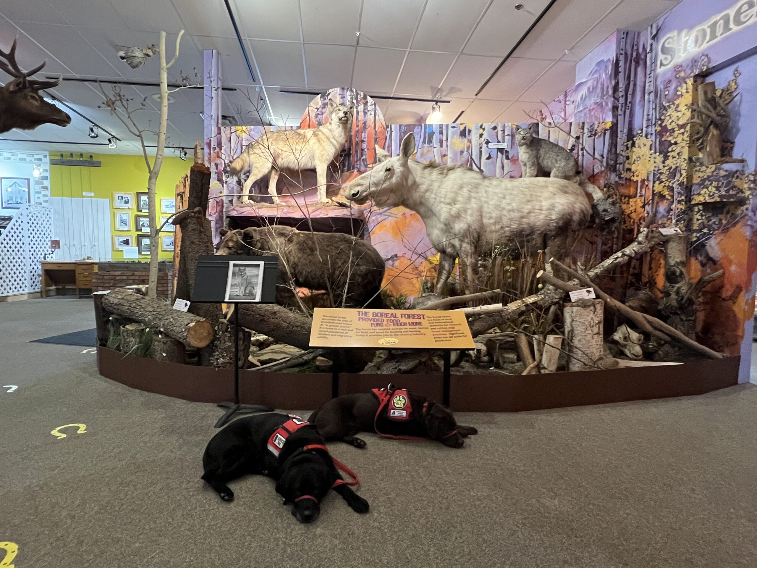 Saint and Dusty Relax by a Display of Wild Animals Found in Alberta at the Grande Prairie Museum, Muskoseepi Park, Grande Prairie, Alberta--8.6.2022