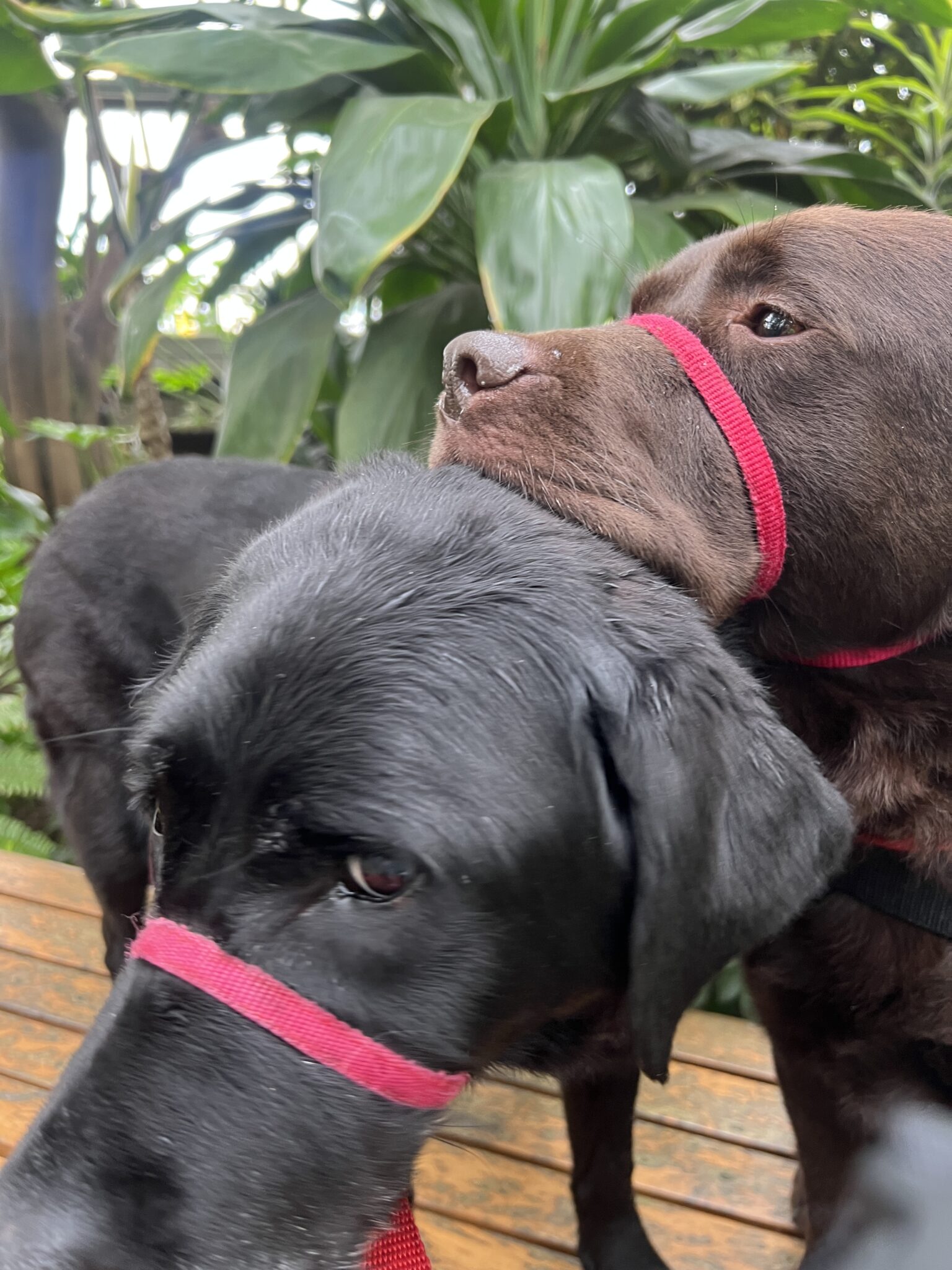 A Jungle in Thunder Bay BEYOND LIMITS Awaken Your Potential